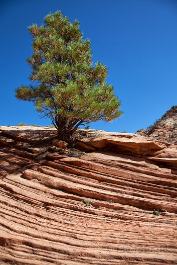 Herbstlicher Zion NP - III